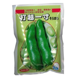 野菜の種/種子　打越一寸蚕豆・そら豆・ソラマメ　１ｄｌ　（メール便発送）サカタのタネ　種苗｜vg-harada