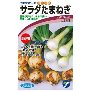 野菜の種/種子 超極早生玉葱！サラダたまねぎ・タマネギ 3.5ml