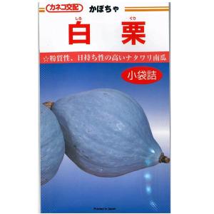 野菜・種/苗 白実はやとうり 千成うり 千成瓜 隼人瓜 ハヤトウリ 種