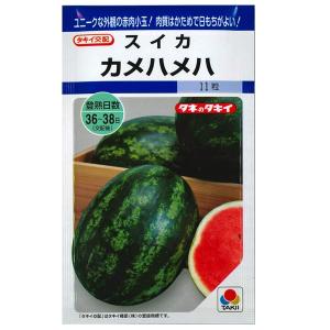 野菜・種/苗 白実はやとうり 千成うり 千成瓜 隼人瓜 ハヤトウリ 種