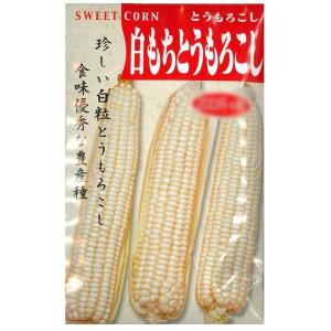 野菜の種/種子　白もちとうもろこし　トウモロコシ　もろこし 40ml　(約120粒)（メール便発送）【1月下旬頃より発送】｜vg-harada