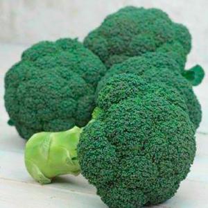 野菜の種/種子 おはよう ブロッコリー ペレット5000粒（大袋）サカタの