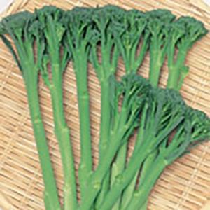 野菜の種/種子 スティックセニョール・茎ブロッコリー 10ml（メール便発送）サカタのタネ 種苗
