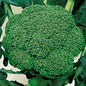 野菜の種/種子 緑嶺 ブロッコリー 20ml（メール便発送）サカタのタネ 種苗