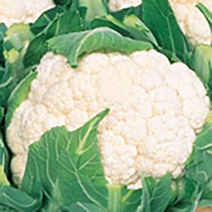 野菜の種/種子 バロック カリフラワー 20ml...の商品画像