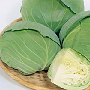 野菜の種/種子 新藍 キャベツ スイートらら ペレット5000粒缶入（大袋）サカタのタネ 種苗｜vg-harada