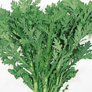 野菜の苗 わらび ワラビ 苗・種 2株入［袋詰め山菜］ : ベジタブル
