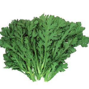 野菜の種/種子 さとあきら 春菊・シュンギク 1L（大袋）サカタのタネ 種苗