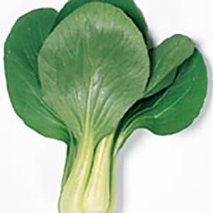 野菜の種/種子 武帝 チンゲンサイ 20ml（メール便発送）サカタのタネ 種苗