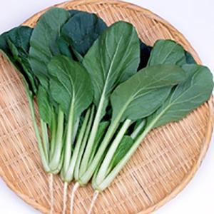 野菜の種/種子 はっけい コマツナ 2dl(大袋...の商品画像