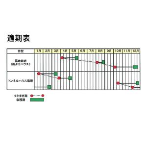 野菜の種/種子 はっけい コマツナ 2dl(大...の詳細画像1
