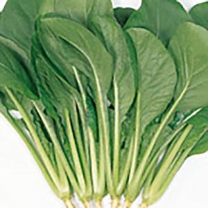 野菜の種/種子 わかみ コマツナ 2dl(大袋)...の商品画像