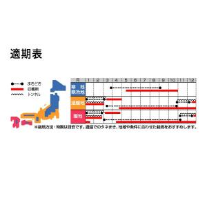 野菜の種/種子 わかみ コマツナ 2dl(大袋...の詳細画像1