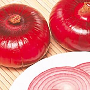 野菜の種/種子 早生湘南レッド タマネギ 1dl（メール便発送）サカタのタネ 種苗【7月下旬頃発送】