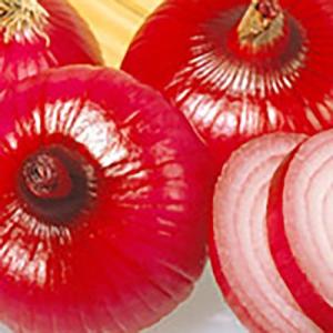 野菜の種/種子 超極早生！トップゴールド320・タマネギ 2dl缶入 (大袋