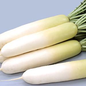 野菜の種/種子 冬しぐれ 大根 20ml（メール便発送）サカタのタネ 種苗