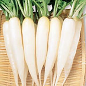 野菜の種/種子 雪小町 二十日大根 20ml（メール便発送）サカタのタネ 種苗