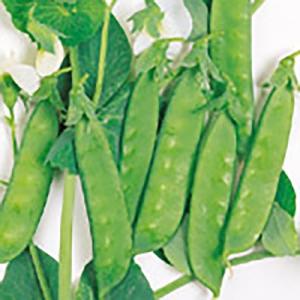 野菜の種/種子 あずみ野 30日絹莢 PMR えんどう 1dl（メール便発送）サカタのタネ 種苗