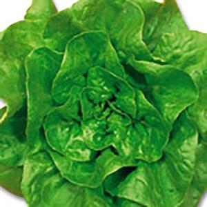野菜の種/種子 サマーグリーン サラダ菜 5ml（メール便発送）サカタのタネ 種苗