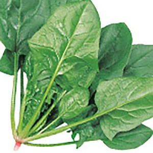 野菜の種/種子 アトラス ほうれんそう 25ml（メール便発送）サカタのタネ 種苗