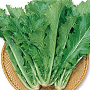 野菜の種/種子 セリフォン からしな 中国野菜 8ml（メール便発送）サカタのタネ 種苗｜vg-harada