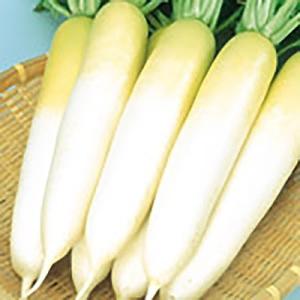 野菜の種/種子 冬自慢 大根 10ml（メール便発送）サカタのタネ 種苗