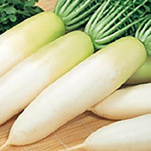 野菜の種/種子 冬みね 大根 5ml（メール便発送）サカタのタネ 種苗