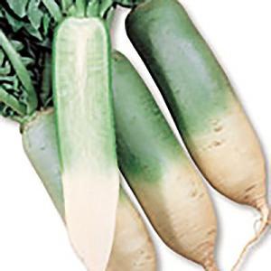 野菜の種/種子 江都青長 大根 10ml（メール便発送）サカタのタネ 種苗