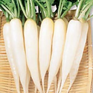 野菜の種/種子 雪小町 二十日大根 8ml（メール便発送）サカタのタネ 種苗