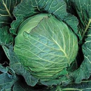 野菜の種/種子 湖水 1.8ml（メール便発送）タキイ種苗