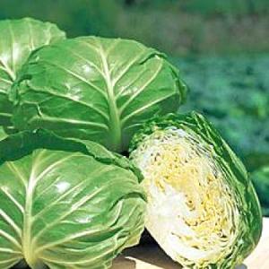 令和8年入荷予定なし】野菜・種/苗［春植えジャガイモ種芋］インカの