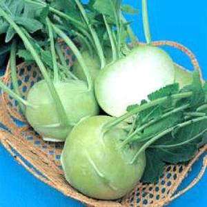 野菜の種/種子 グランドデューク・コールラビ 20ml（メール便発送）タキイ種苗