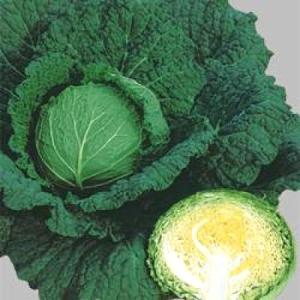 野菜の種/種子 サボイエースSP・サボイキャベツ 2000粒（大袋）タキイ種苗