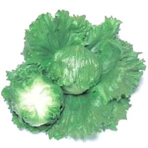 野菜の種/種子 サウザー・レタス ペレット5000粒（大袋）タキイ種苗