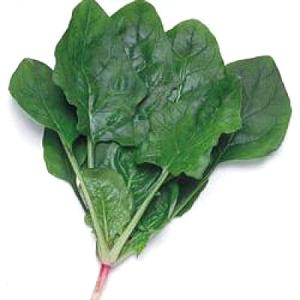 野菜の種/種子 強力オーライ・ほうれんそう ほうれん草 法蓮草 1L（大袋）タキイ種苗