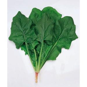 野菜の種/種子 トライ・ほうれんそう ほうれん草 法蓮草 1L（大袋）タキイ種苗