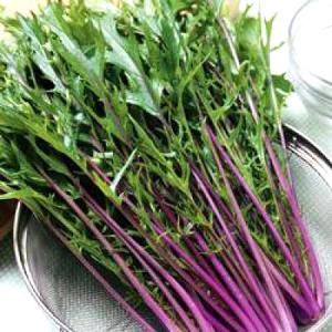 野菜の種/種子 紅法師・水菜 20ml（メール便発送）タキイ種苗