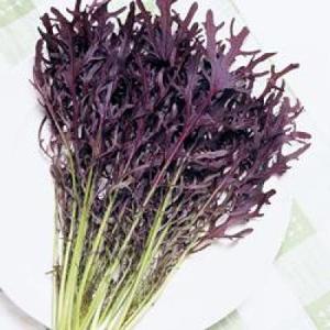野菜・種/苗 白実はやとうり 千成うり 千成瓜 隼人瓜 ハヤトウリ 種