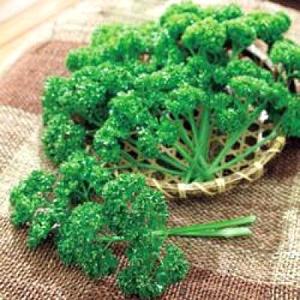 パセリ1 有機種子/野菜の種 イタリアンパセリ 1g（メール便発送） : ベジタブル