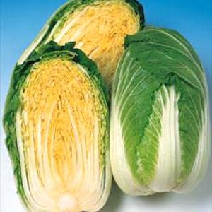 野菜の種/種子 黄ごころ85・ハクサイ・白菜 ペレット種子 100粒（メール便発送）タキイ種苗｜vg-harada