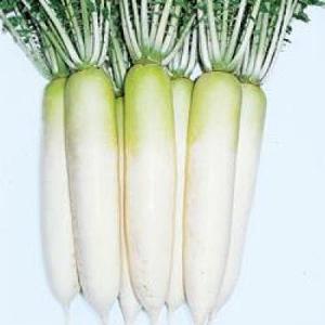 野菜・種/苗 白実はやとうり 千成うり 千成瓜 隼人瓜 ハヤトウリ 種