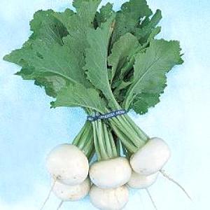 野菜の種/種子 ターボ・タマネギ 2dl袋入（大袋）タキイ種苗 （メール