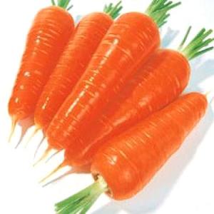 野菜の種/種子 向陽二号・ニンジン にんじん 人...の商品画像