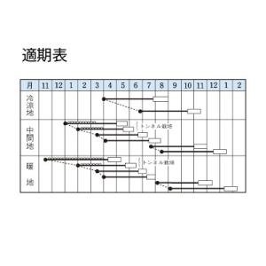 野菜の種/種子 向陽二号・ニンジン にんじん ...の詳細画像1