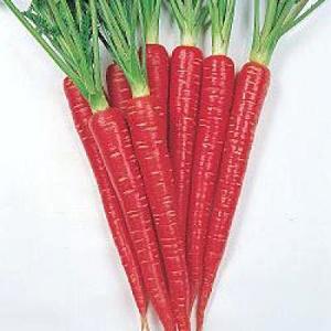 野菜の種/時・種子 本紅金ニンジン にんじん 人参 7ml（メール便発送）タキイ種苗