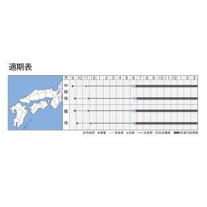 野菜の種/種子 ケルたま・タマネギ 2dl(大...の詳細画像1