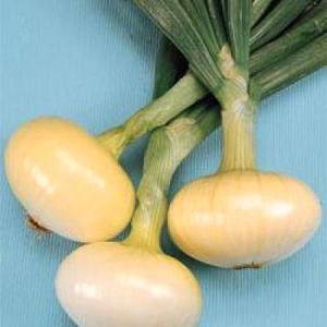 野菜の種/種子 マッハ・タマネギ 2dl(大袋)...の商品画像