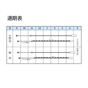 野菜の種/種子 マッハ・タマネギ 2dl(大袋...の詳細画像2
