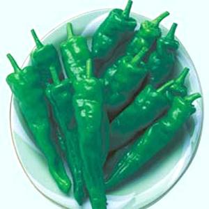 野菜の種/種子 甘とう美人・トウガラシ とうがらし 500粒（メール便発送）タキイ種苗