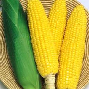 大特価！】野菜の種/種子 甘々娘・かんかんむすめ・とうもろこし